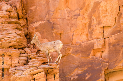 Bighorn sheep standing on red sandstone in Grand Canyon National Park photo