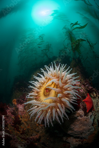 View of fish eating anemone resting beneath kelp forest in sea photo