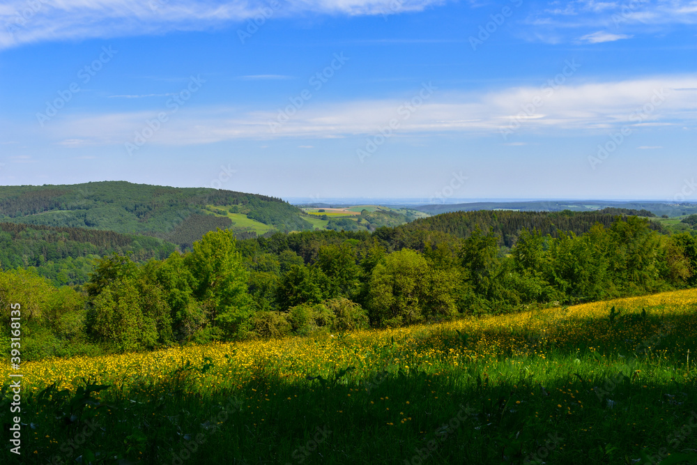 Obraz premium Wonderful spring landscape with a blooming dandelion meadow in the Eifel