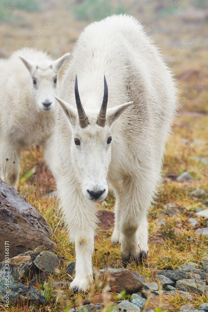 Mountain goat and her kid grazing in meadow Mountain goat and her kid grazing in meadow