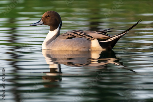 Northern Pintail Anas acuta Costa Ballena Cadiz