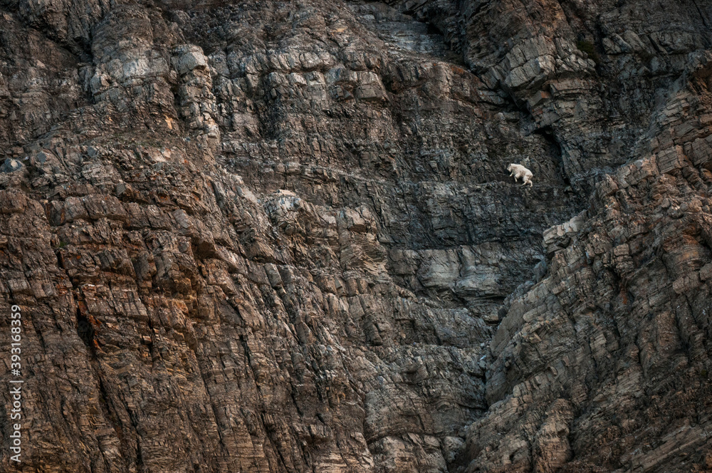 Mountain goat climbing on cliff in Glacier National Park Mountain goat climbing on cliff in Glacier National Park