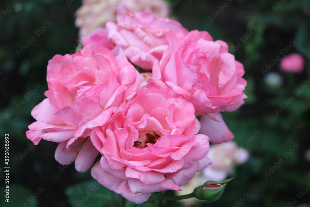 Three soft pink buds in the green of the leaves are blooming