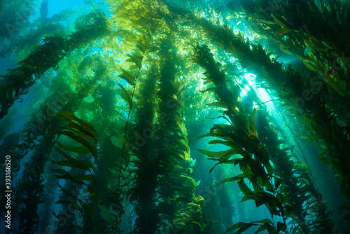 Low angle view of giant Kelp forest undersea