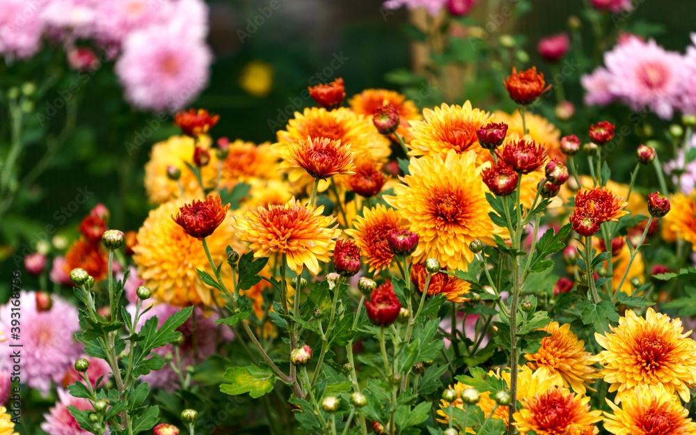 Bushes with yellow-orange flowers of chrysanthemums in the garden in autumn. Bushes with yellow-orange flowers of chrysanthemums in the garden in autumn.