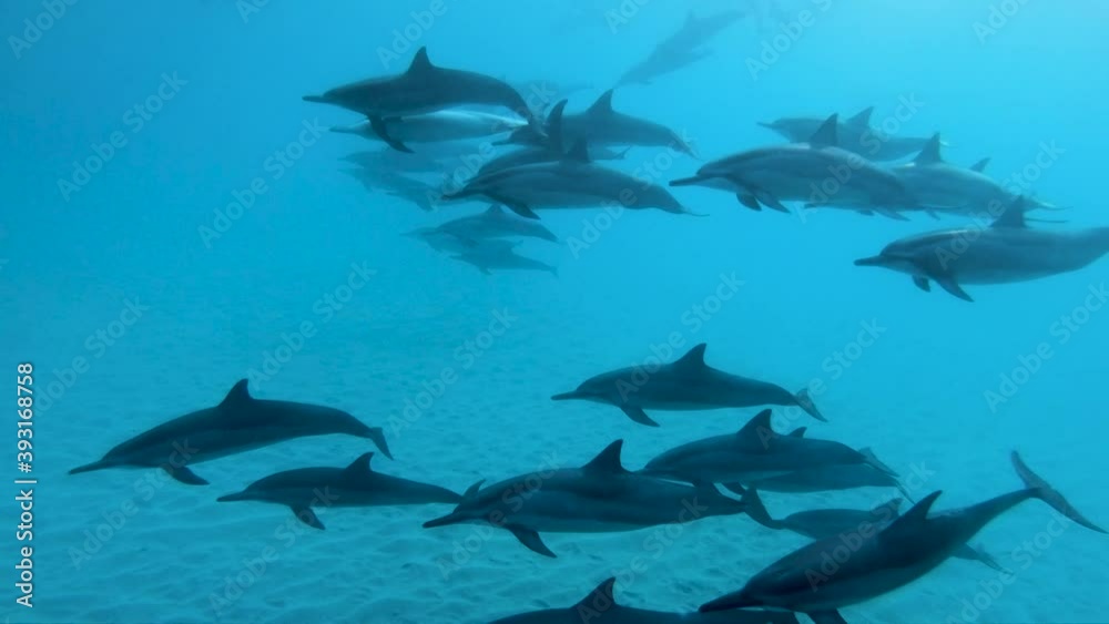 Pod of Dolphins in Marine Life Natural Habitat in Hawaii Ocean Pod of Dolphins in Marine Life Natural Habitat in Hawaii Ocean