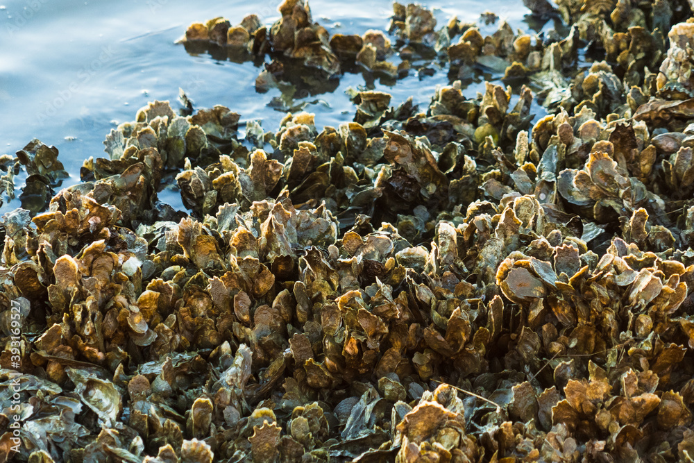 Obraz premium Closeup of oyster clusters at low tide