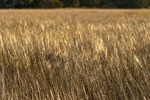 Sunset view of marsh grass, also know as spartina photo