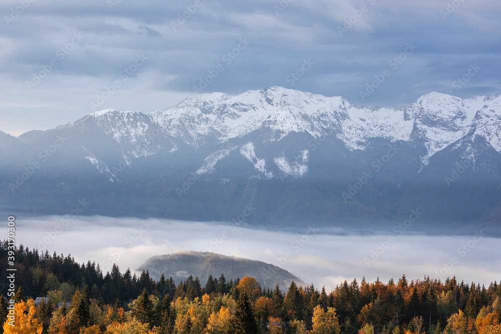 autumn forest and snowy peaks in Alps