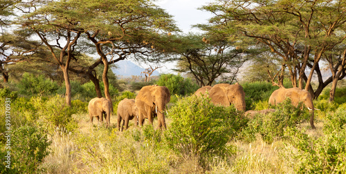 Elephants walk through the jungle amidst a lot of bushes photo