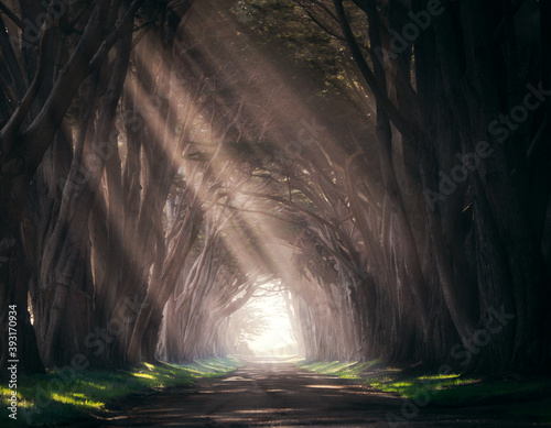 Sun rays shining through the cypress tree tunnel at Point Reyes in California. 