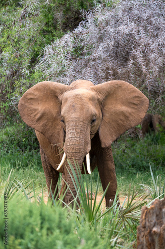 Elephants walk in the savannah between the plants photo