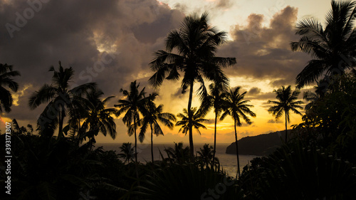 Silhouette of tall palm trees with ocean behind, during golden sunrise photo