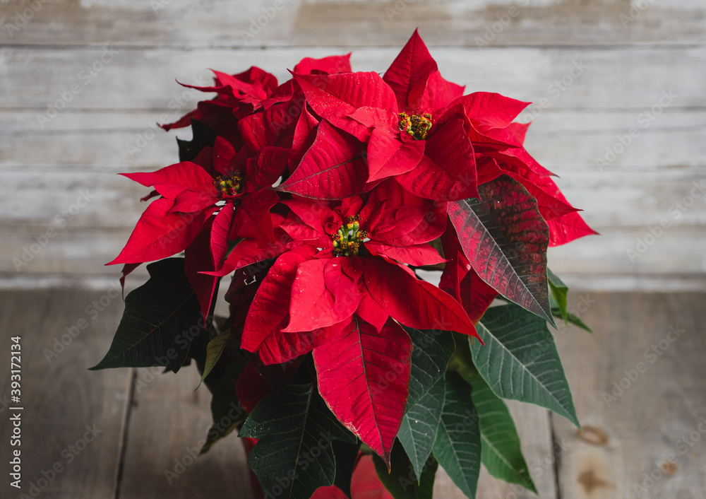 Red Christmas poinsettia plant on a wooden table. - obrazy, fototapety, plakaty 