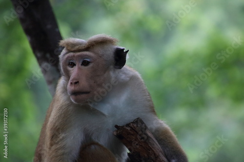Affe