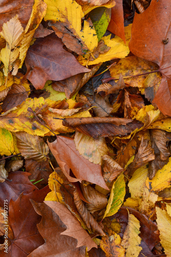 Tapis de feuilles mortes