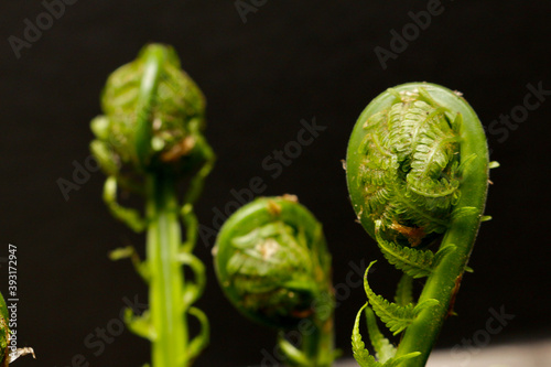 Young fiddleheads on a dark background begin to sprout in the spring.