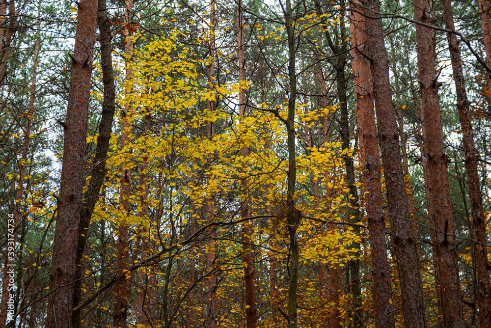 autumn yellow-colored tree among pine trees in nature