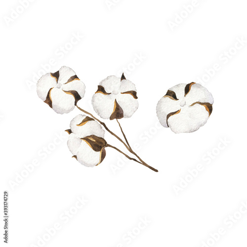 White cotton branch with flowers. Hand drawn watercolor illustration.