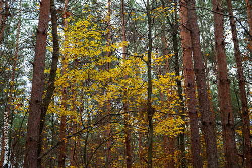 autumn yellow-colored tree among pine trees in nature © pellephoto