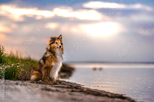 Shetland shepherd at the seaside at the golden hour, brach, sand, water, dog, shepherd © Cecilia