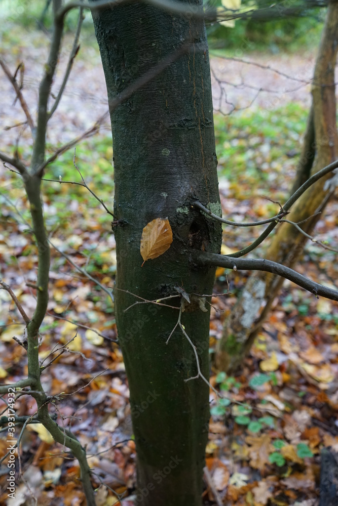 Buchen Blätter am Baum heftend Buchen Blätter am Baum heftend