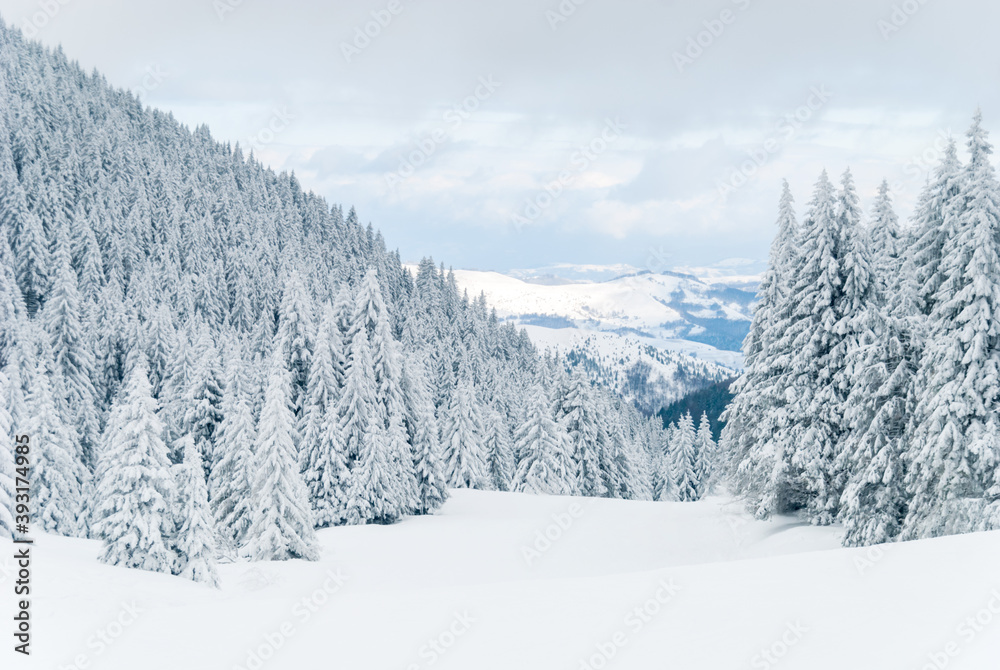 Winter landscape mountain fir tree under the snow . High quality photo