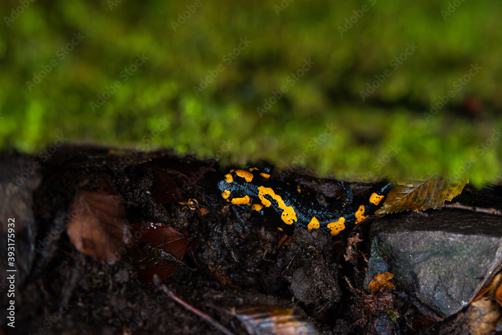 Salamandra wildlife animal in forest walking in autumn leaves