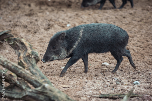 wild boar pig