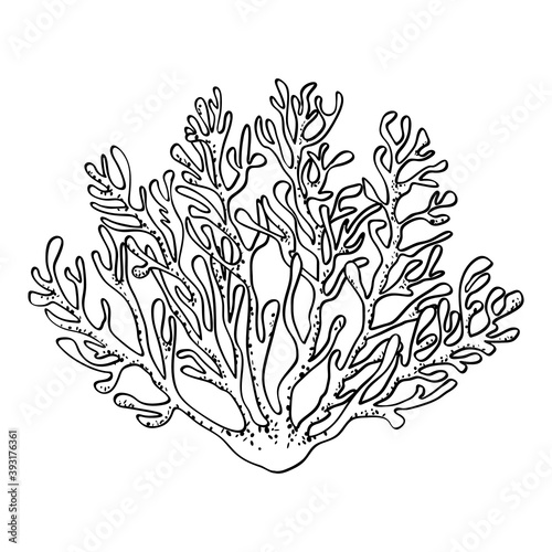 Coral branch, isolated on white background. Black outline, dots texture, hand drawn sketch, doodle style. Vector illustration: sea life, ocean floor, animal, plant, nature, undersea design.
