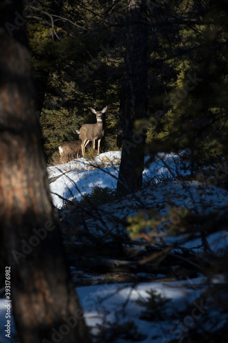 Mule deer higlighted by sunshine in the forest photo