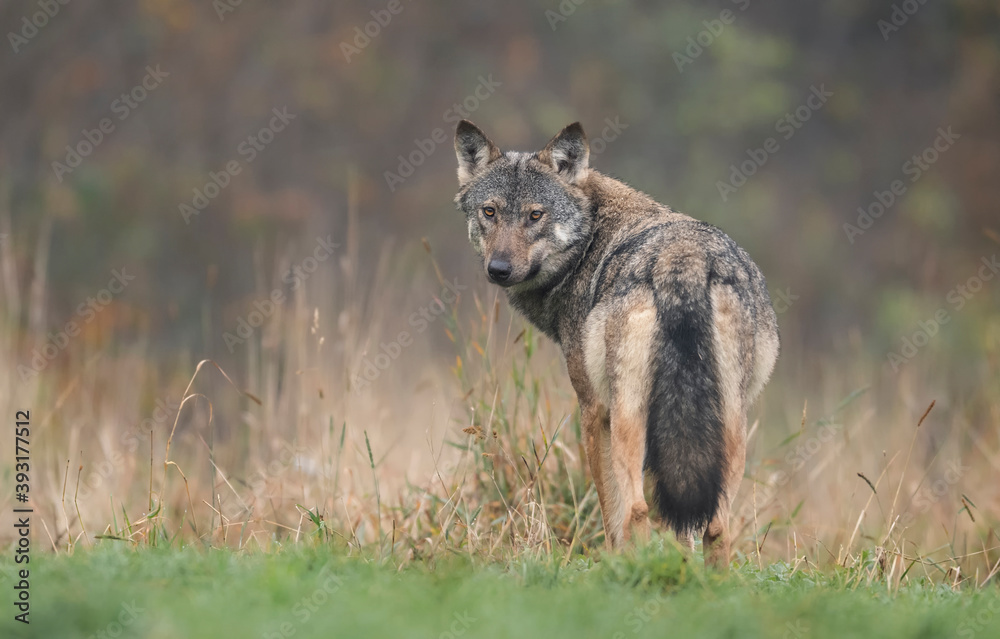 Obraz premium Grey wolf in natural scenery ( Canis lupus )