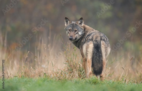 Grey wolf in natural scenery ( Canis lupus )