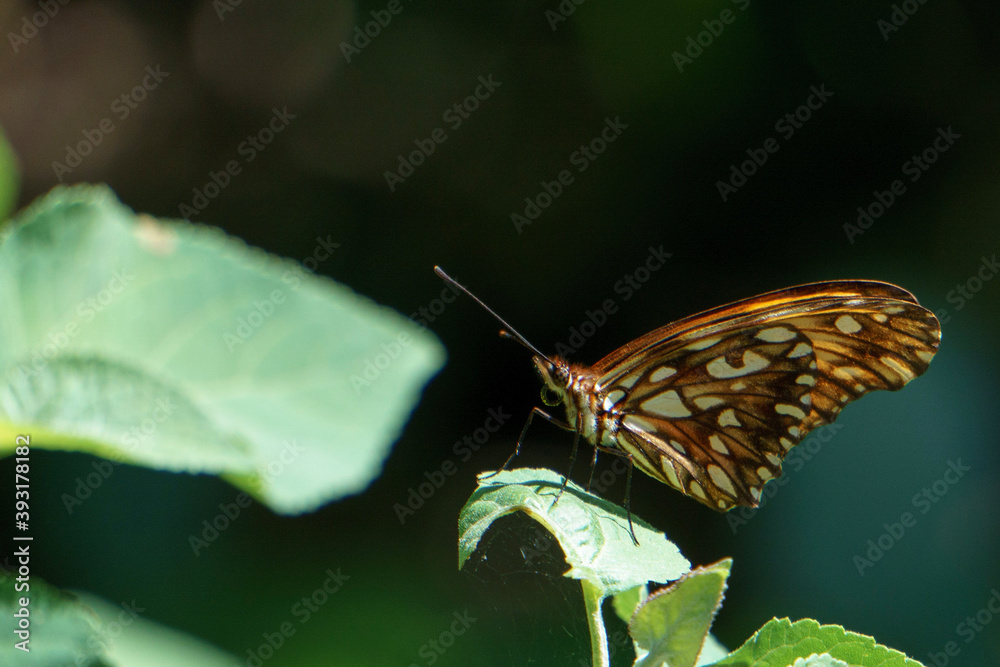 Fototapeta premium butterfly on a flower