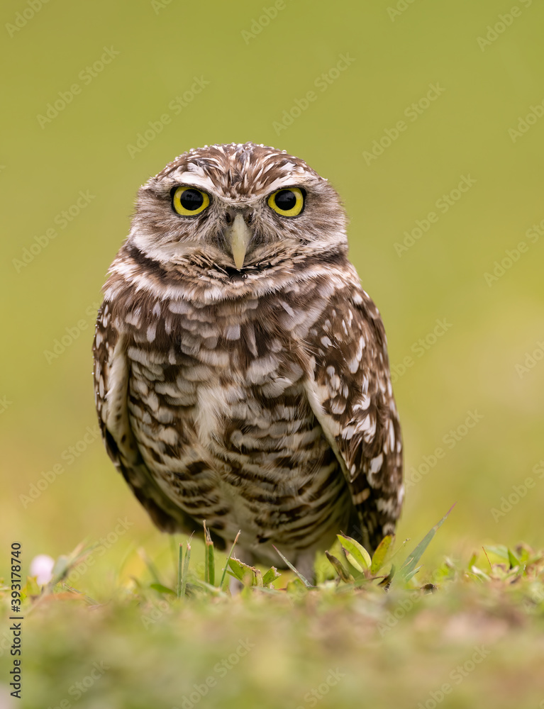 Fototapeta premium Burrowing Owl in Florida 