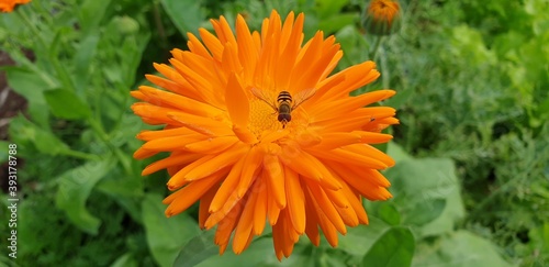 fly on an orange flower