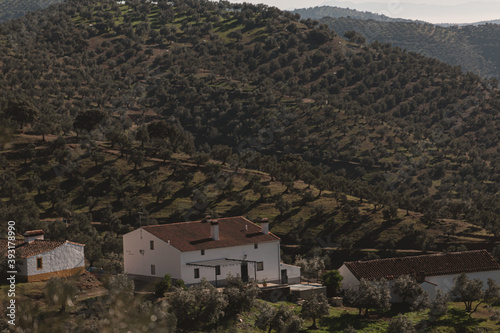 White House in the mountain surrounded by olives trees