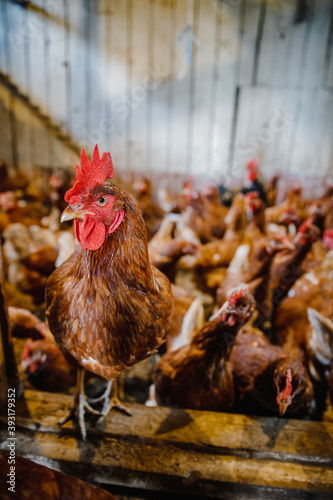 Fotografie, Tablou Selective focus vertical shot of a rooster having a group of hens behind in a ch