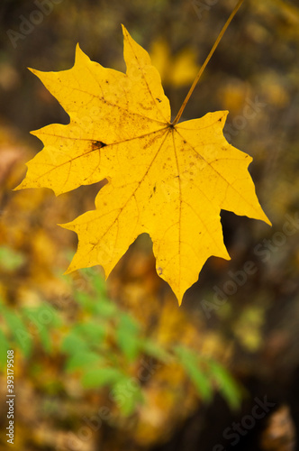 yellow leaf on natural background. autumn concept. maple petal on dark texture