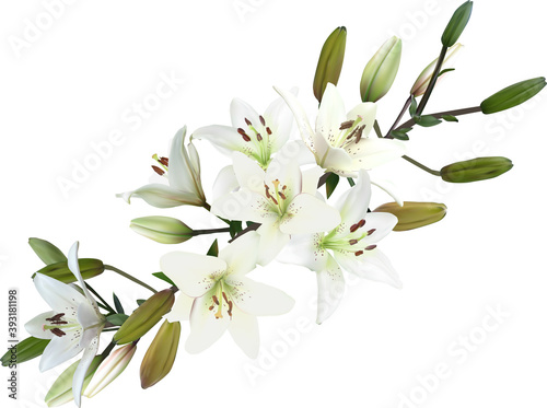 white lily diagonal with blooms and buds