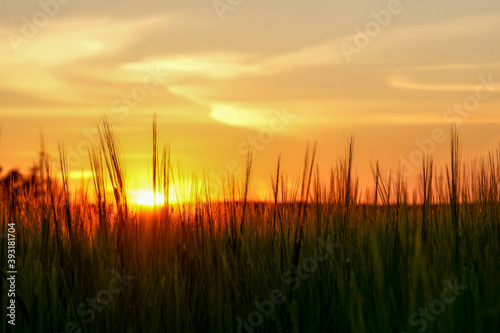 sunset over grainfield