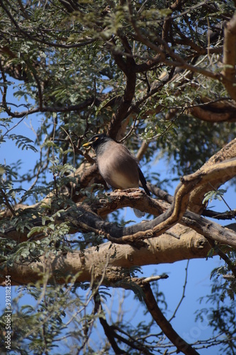 mynah on the branch 