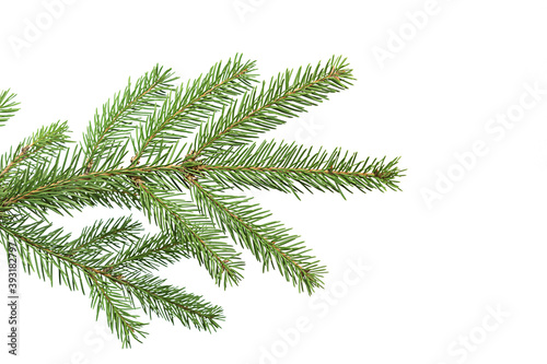 Branch of Christmas tree. Green spruce or pine branch with needles. Isolated on white background. Close Up top view.