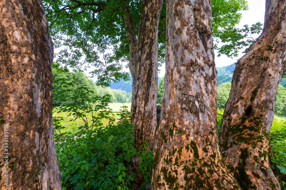 Beautiful scene at Caucasus mountains with trees Beautiful scene at Caucasus mountains with trees