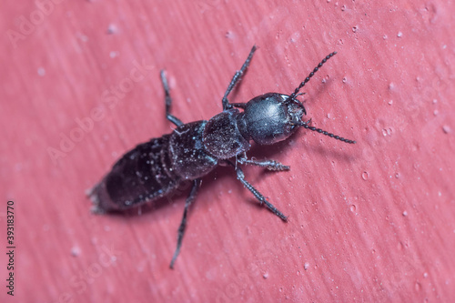 Ocypus olens posed on a red wall on a sunny day