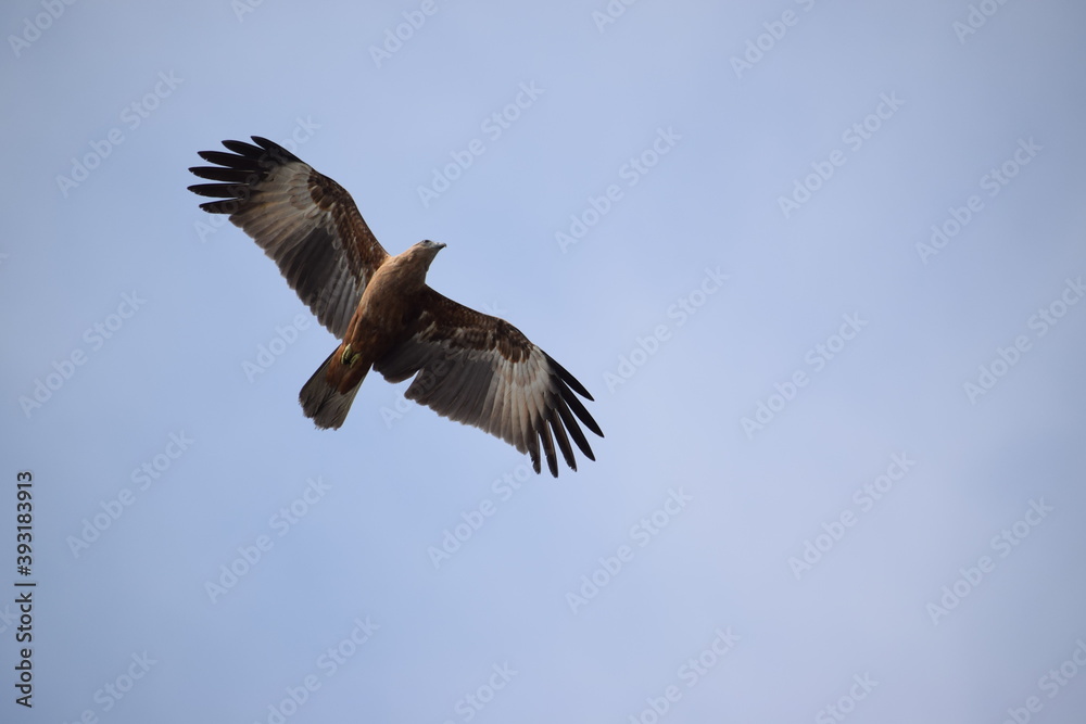 osprey in flight 