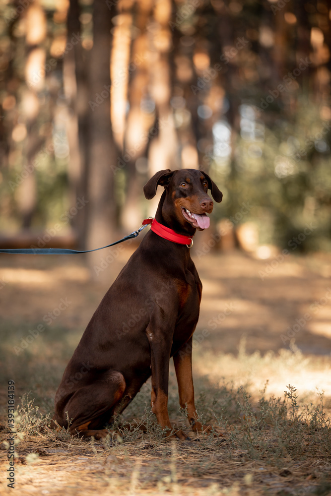 Beautiful dog Doberman breed in a pine forest