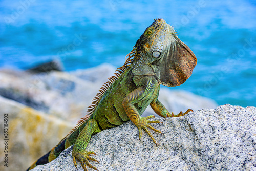 Close up of green iguana  Latin name Iguana iguana  in the south Florida. Iguanas are not native to Florida.