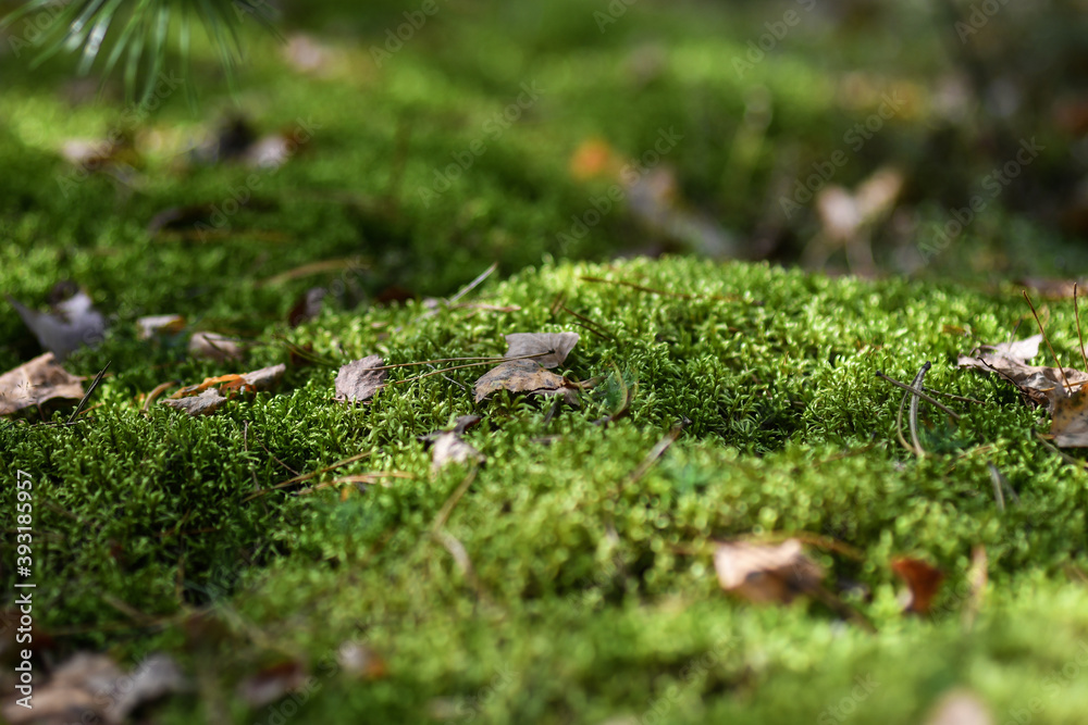 moss on the ground in the autumn forest. Selective focus. moss on the ground in the autumn forest. Selective focus.