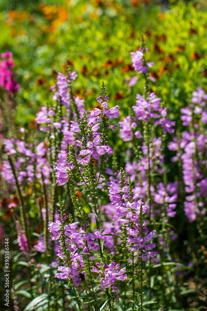 View of colorful flowers in the summer time garden